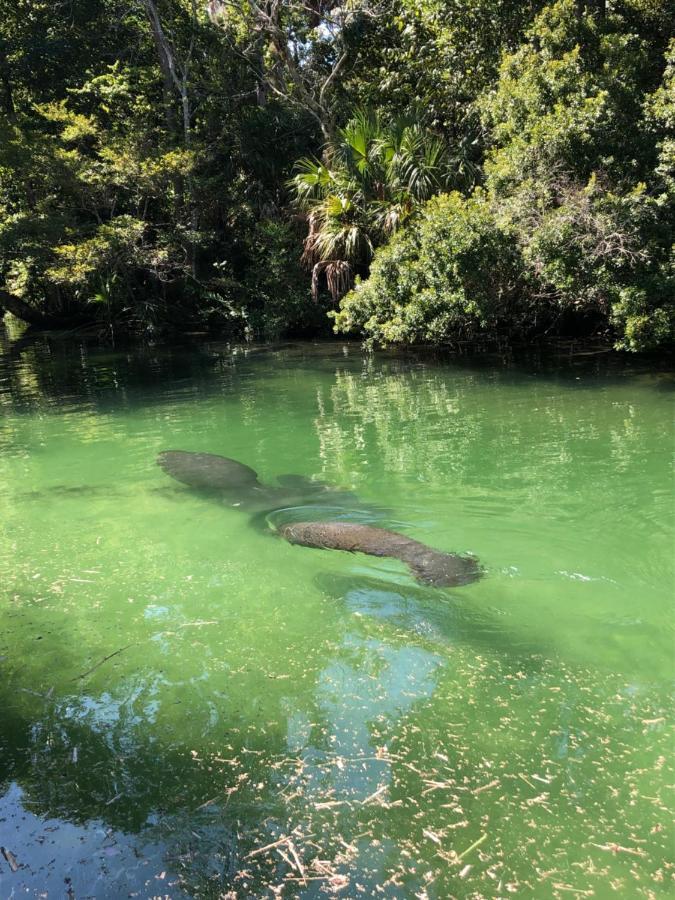 Cozy Cottage River House Weeki Wachee Ngoại thất bức ảnh