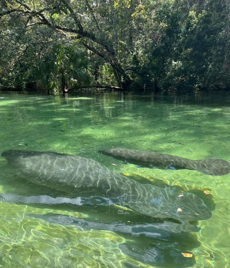 Cozy Cottage River House Weeki Wachee Ngoại thất bức ảnh